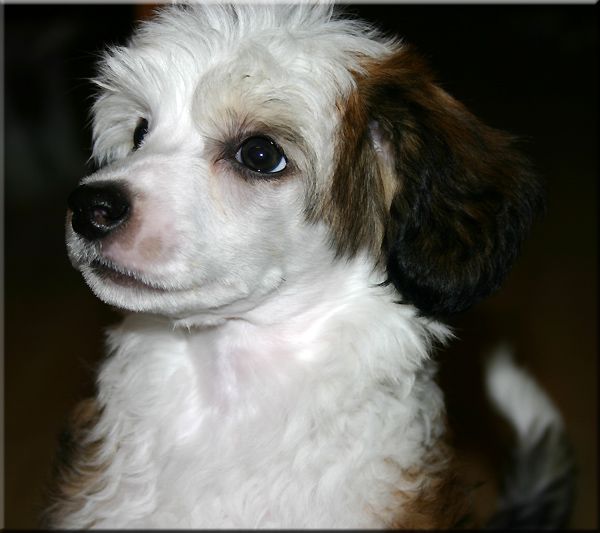 Marachinos Racing Wild Rose