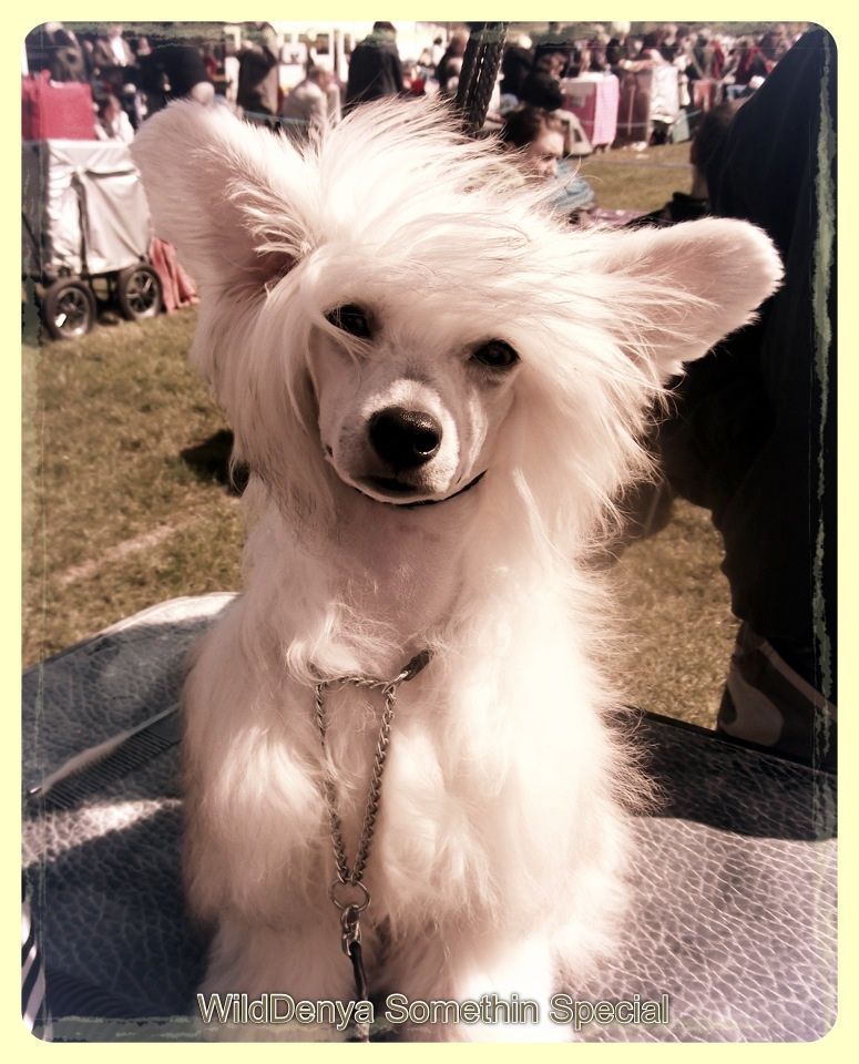 Wilddenya somethin special