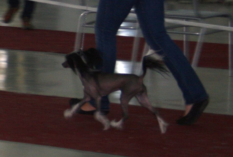 Arhideya Sky Miracle