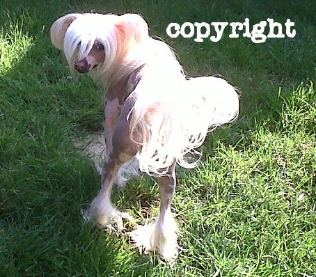 seishan peace and harmony of spiritcrest