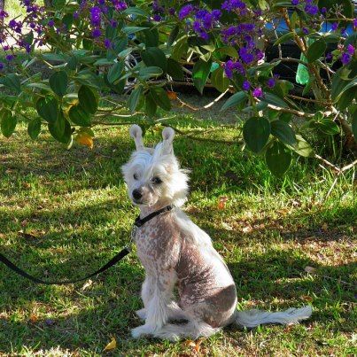 Saint Christopher's magic Zafiro