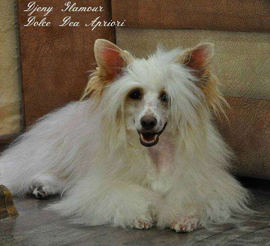 Djeny Glamour Dolce Dea Apriori