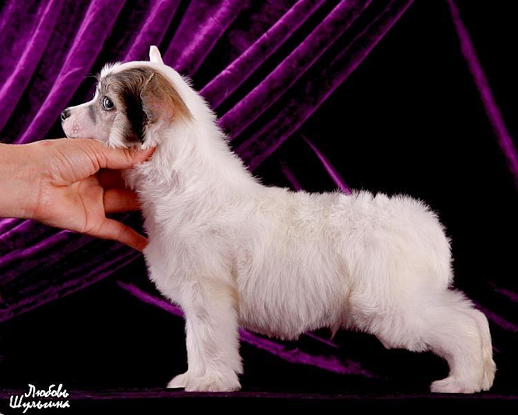 My Vanity Fair Arman (puff)