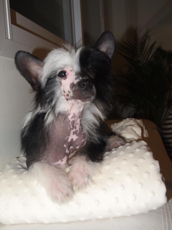 Divinity de Los Jumichatos