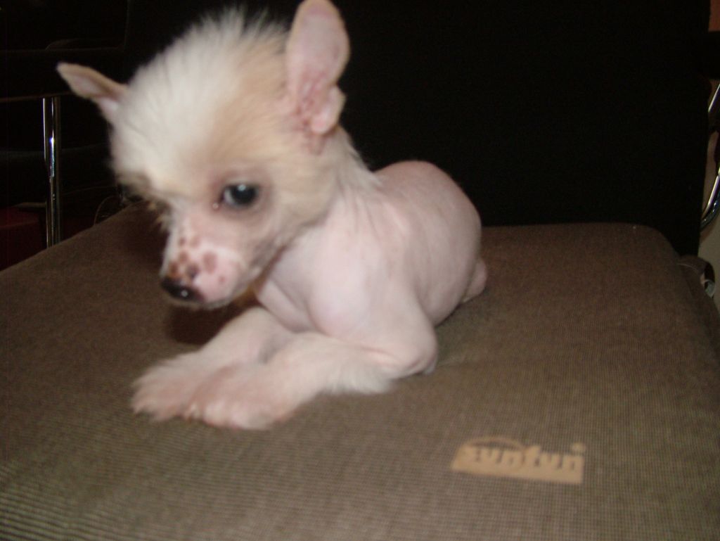 Charlotte von Cinese Lily