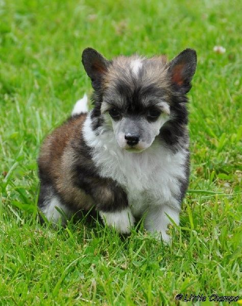 Hanoï Little Champs