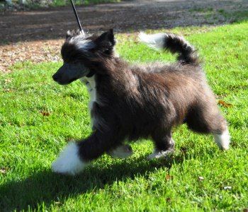 Houston Little Champs