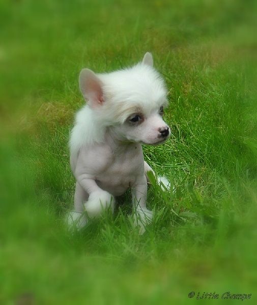 Honolulu Little Champs