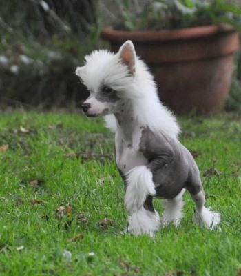 Huppert Isabelle Little Champs