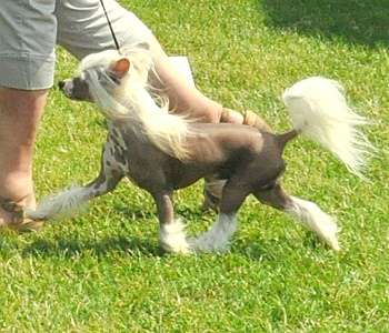 Hanks Tom Little Champs