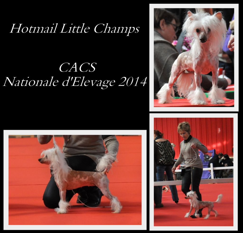 Hotmail Little Champs