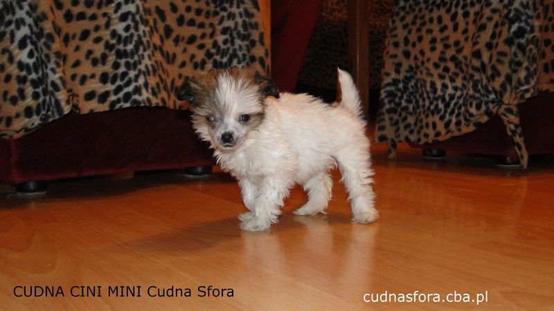 Cudna Cini Mini Cudna Sfora