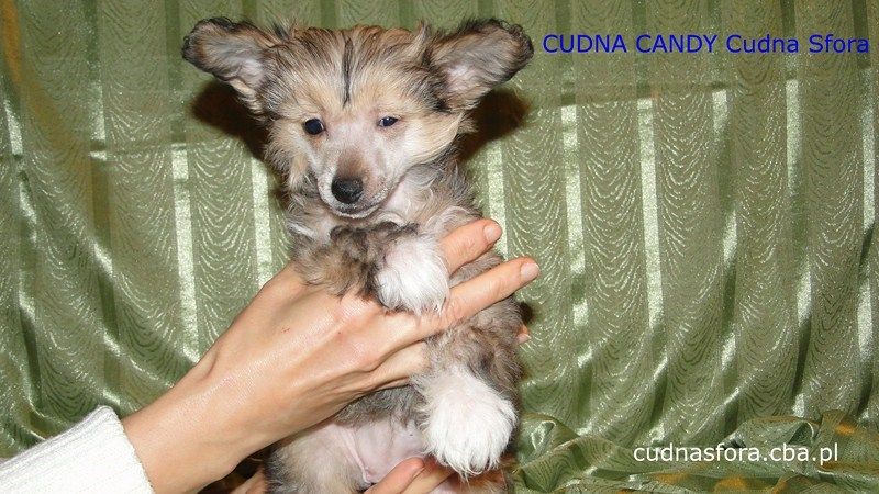 Cudna Candy Cudna Sfora