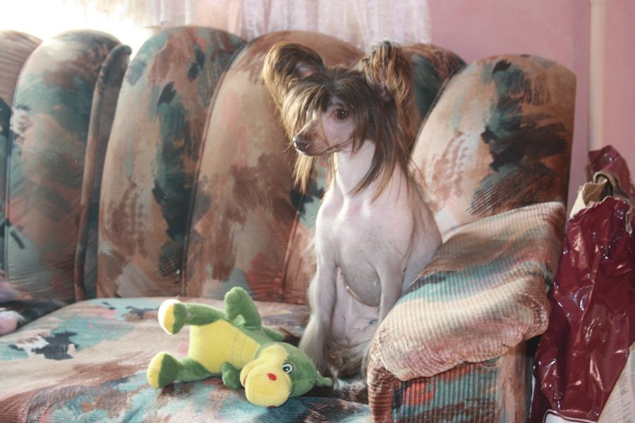 Charuyuschiy Soblazn Neya