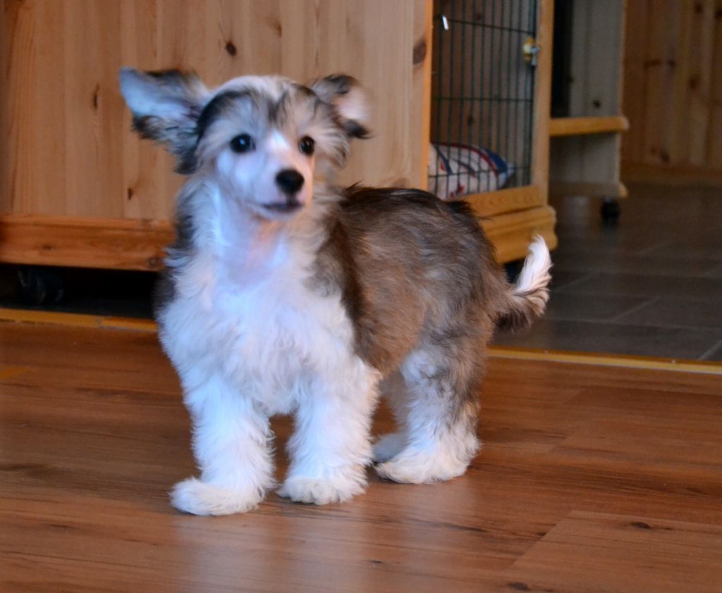 De La Mahafu's GiGlam King