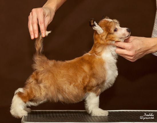 Olegro Katrin Bit of Success