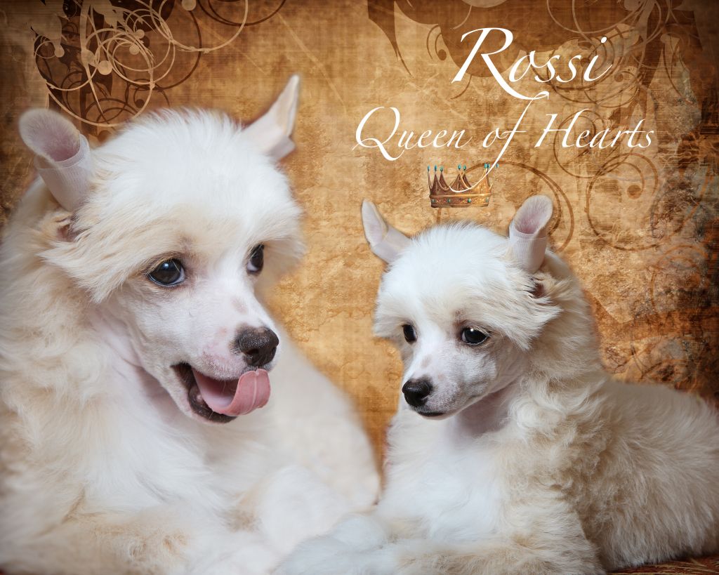 Rossi Queen of Hearts