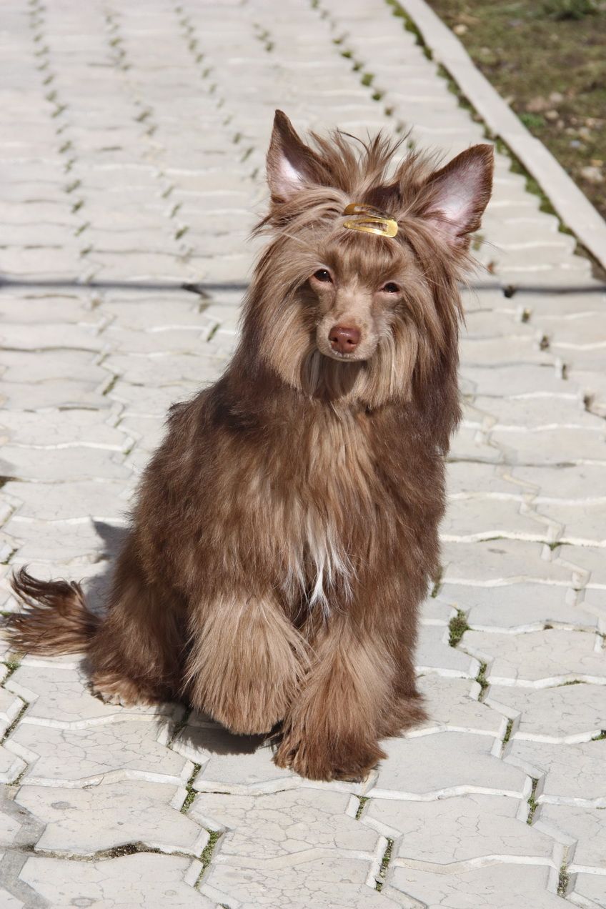 Luksorius Chocolate With Gold