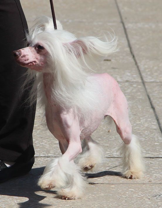 Shanel Glamour Debussi Melody