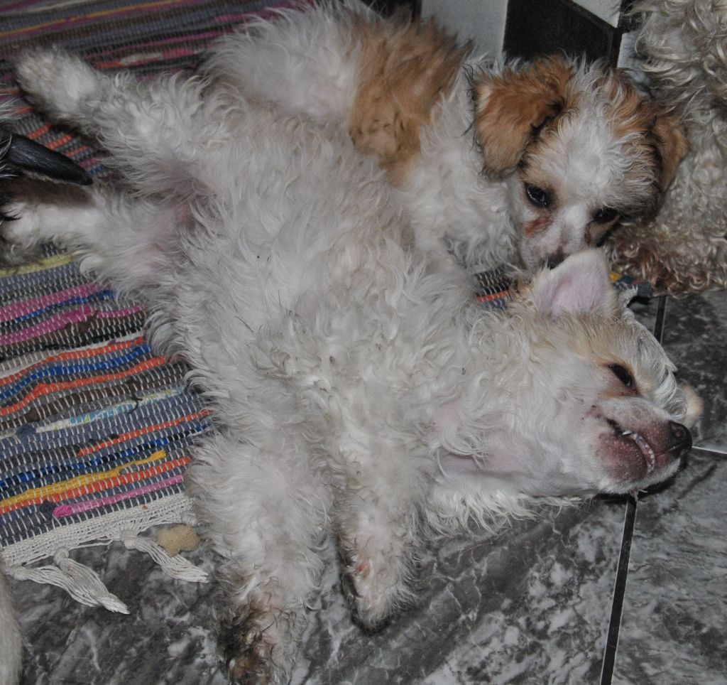 Tomisia Grzywkomania