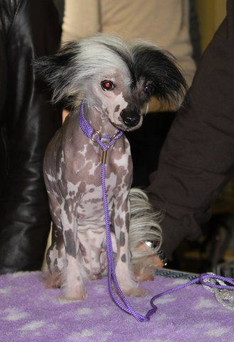 HAÏTIE Bonfu du Soleil Levant de Lastrèche