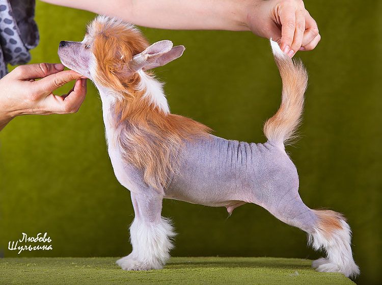 My Vanity Fair Gobi Oasis