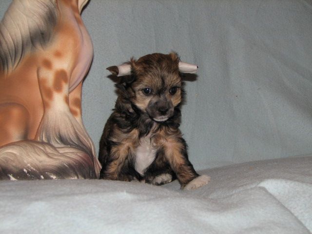 Chaina Dzhedai Velikolepny Brillliant