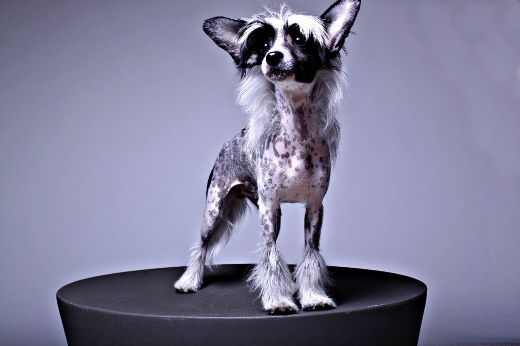 Creekside's At First Sight