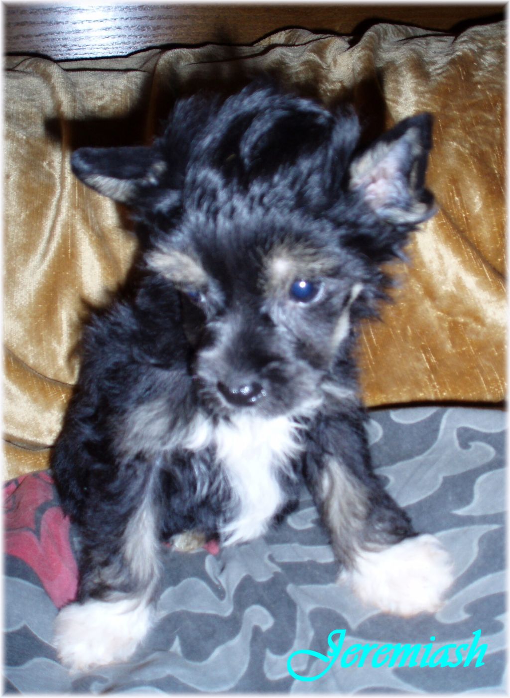 Jeremiash od Teareibi