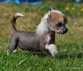 Halala Little Champs