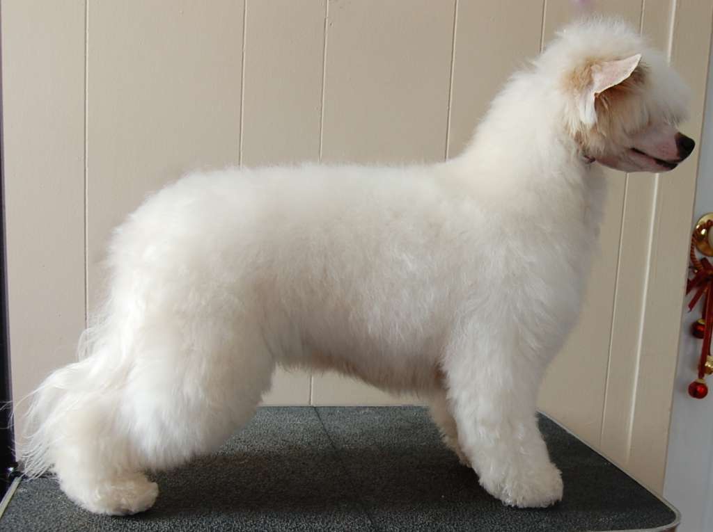 Crestyle On The Move PP