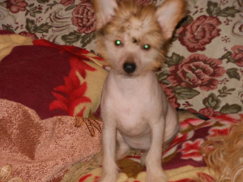 Gran Amigo Alika ar Blackmail