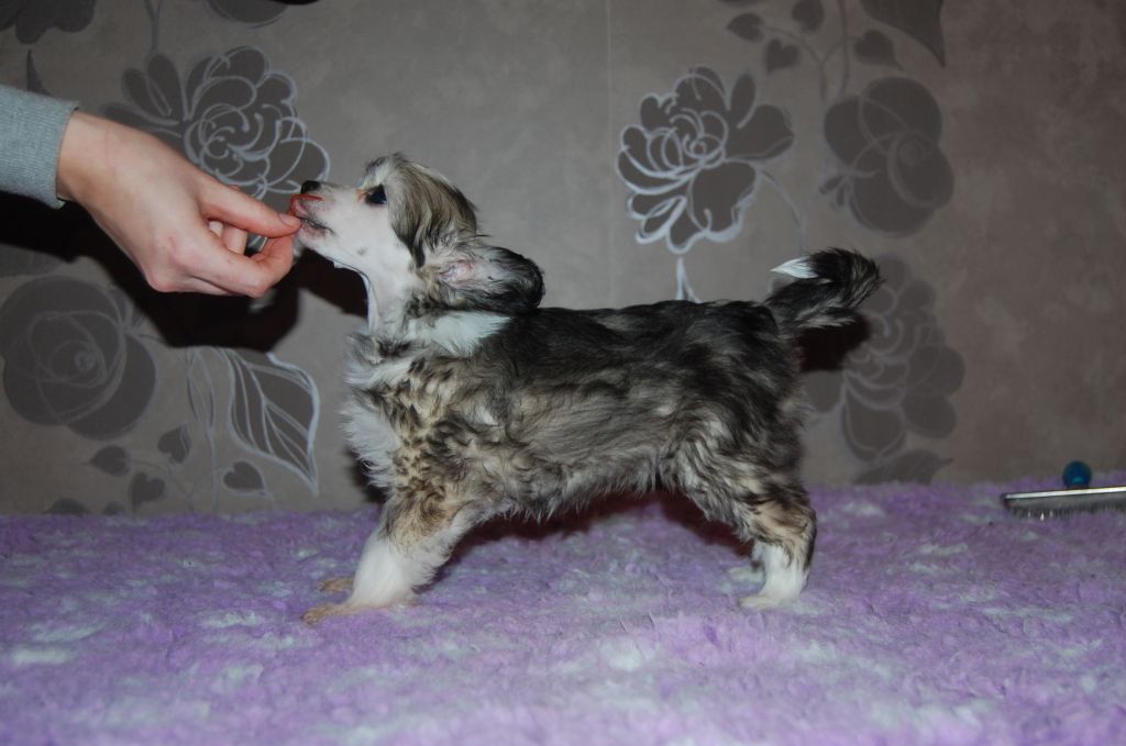 Pinky Twinky Lady Casanova