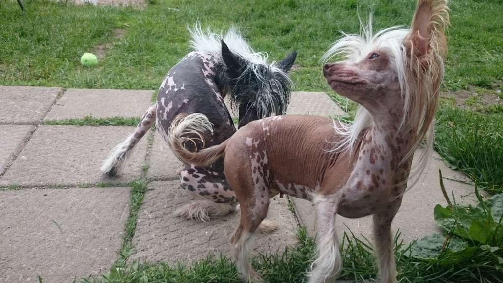 All Saints Eye Catching Elf