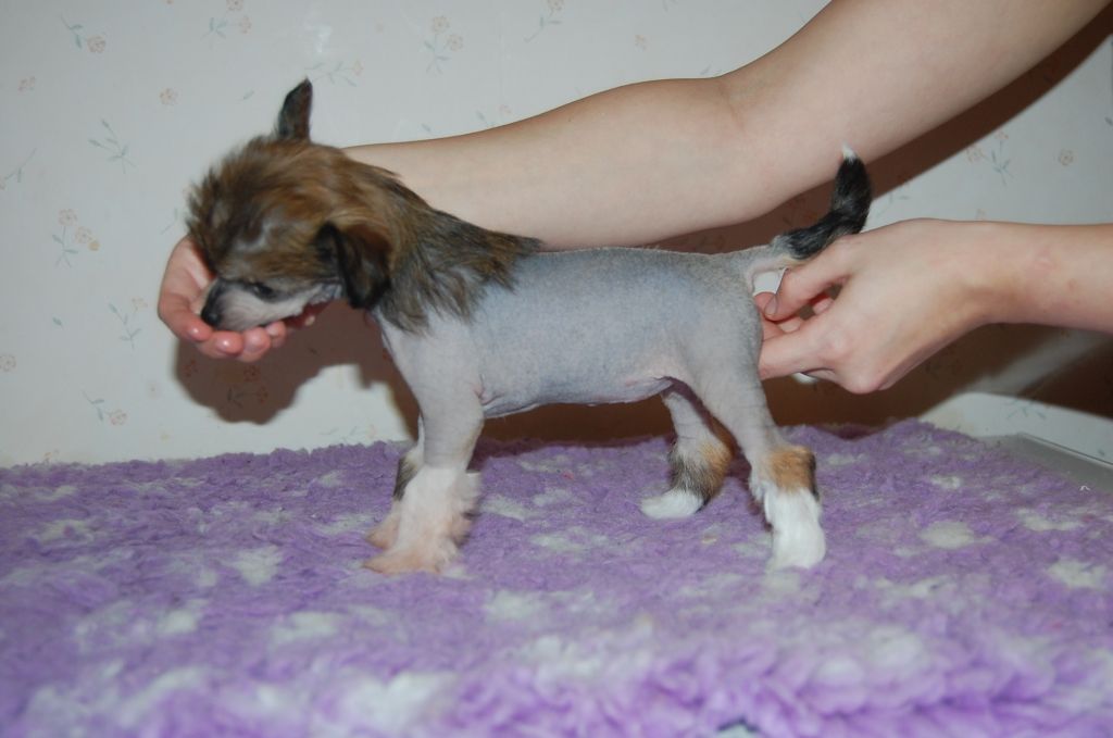 Pinky Twinky Lady Godiva