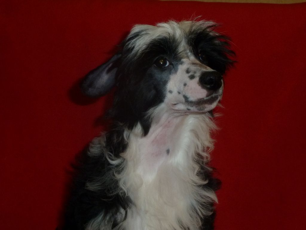 Landkris Jade Le Guin