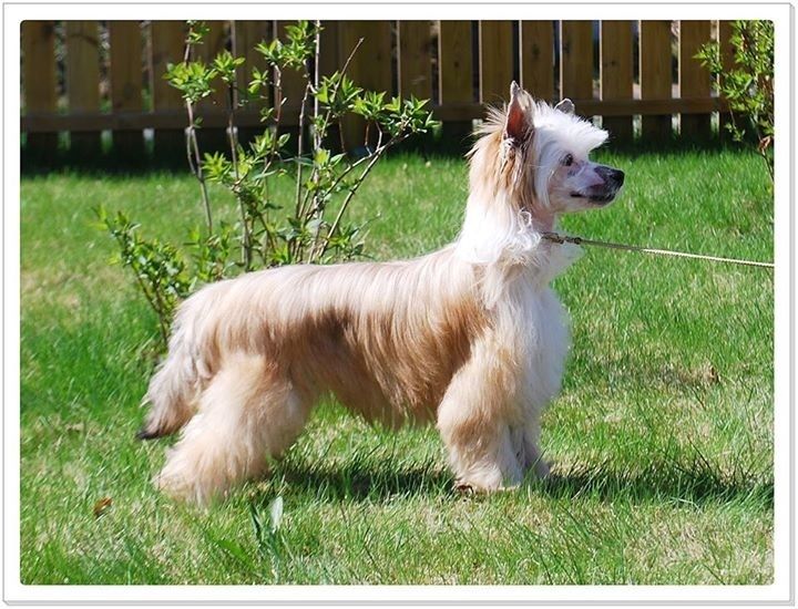 Moelmo's Memorable Heartbreaker