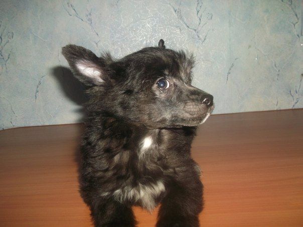 Kama Lakshmy Diamond de Lux