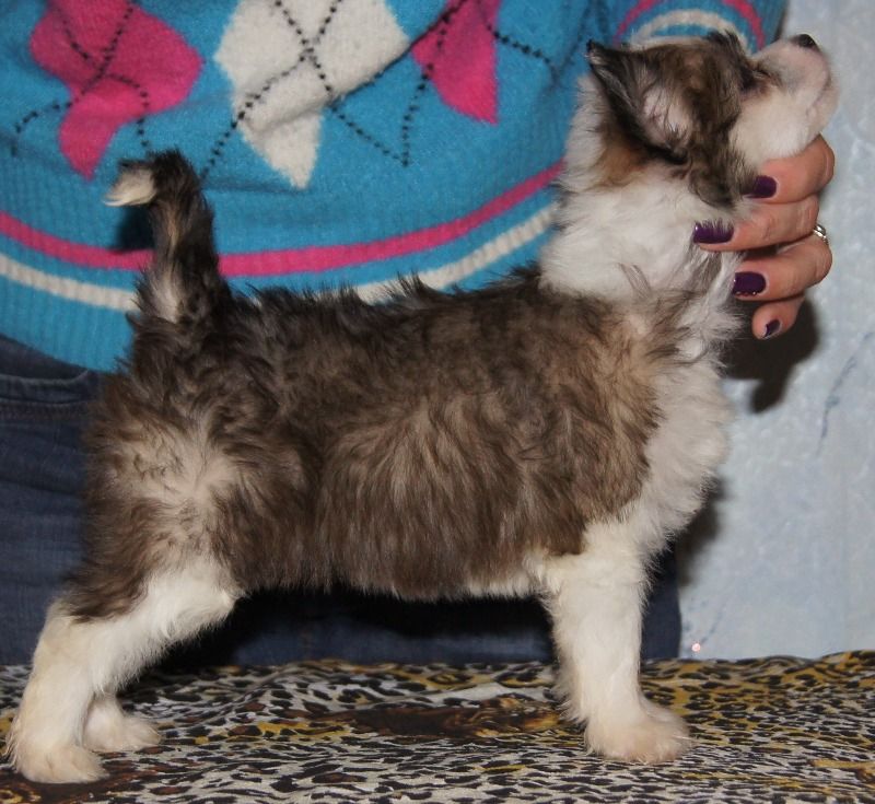 Kama Lakshmy Dzessamin