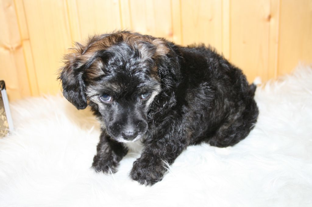 Bella Konstanta Nonsens of Spirit