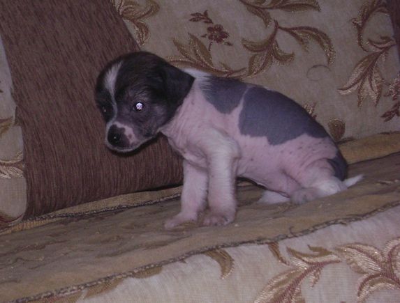 Panda Baltoji Ieva