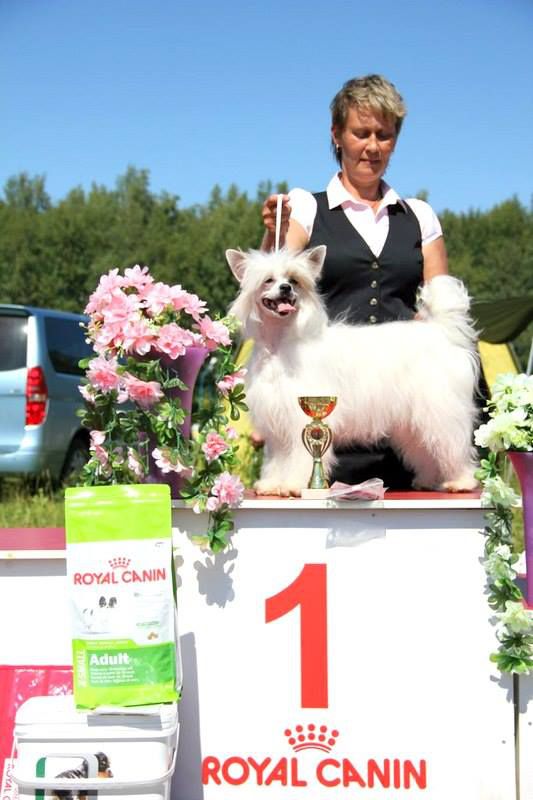 Zlato Dinastii Fleur de Lys