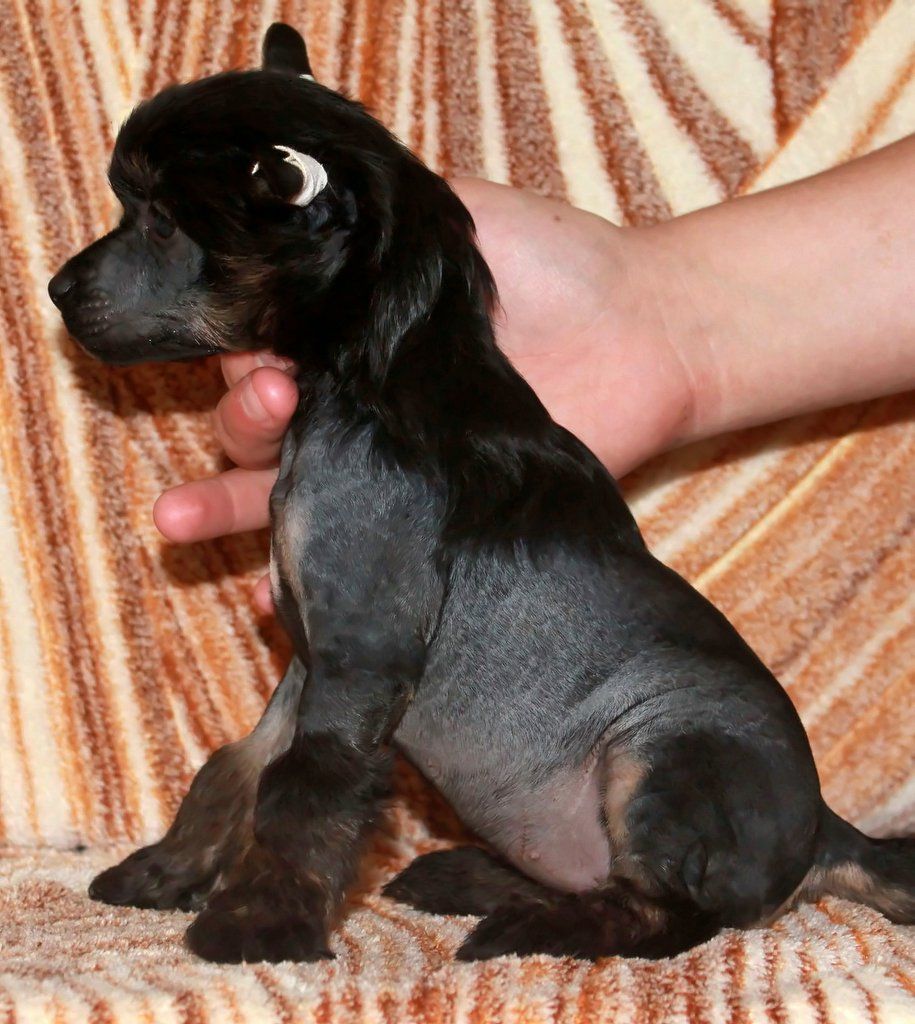 Kitana Molosos Gratzi