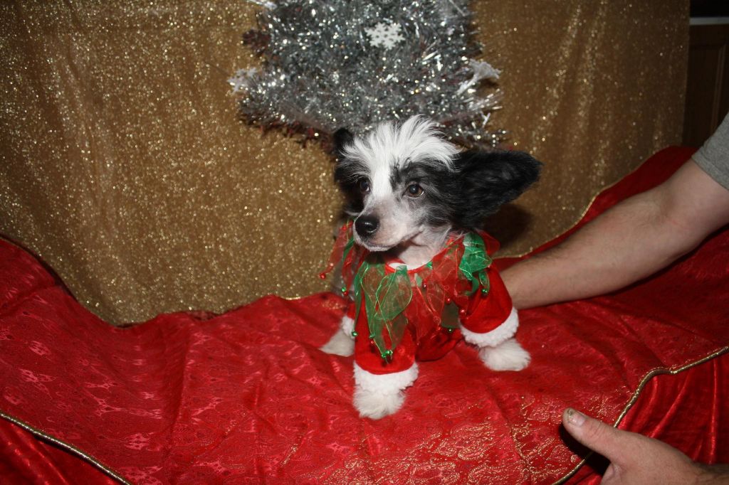 Oceaniahcc BlueMoon Solaris