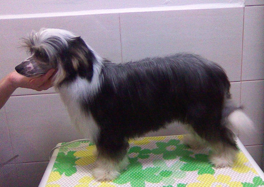 Funny Boy Puff Lásky dar