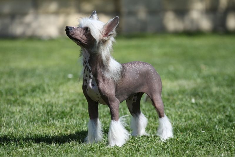 Just One Chance Princes de la Roses