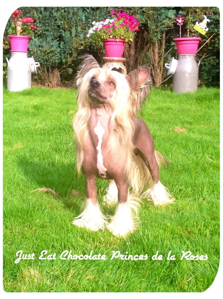 Just Eat Chocolate Princes de la Roses