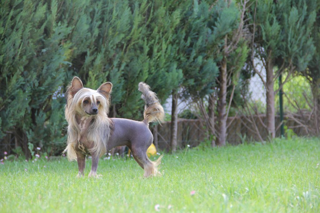 Joy Of Life Princes de la Roses