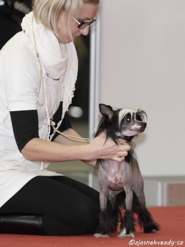 Jing-Jang La compagnie d'les amies