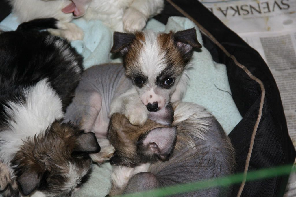 Lickershamns Dancing-Queen